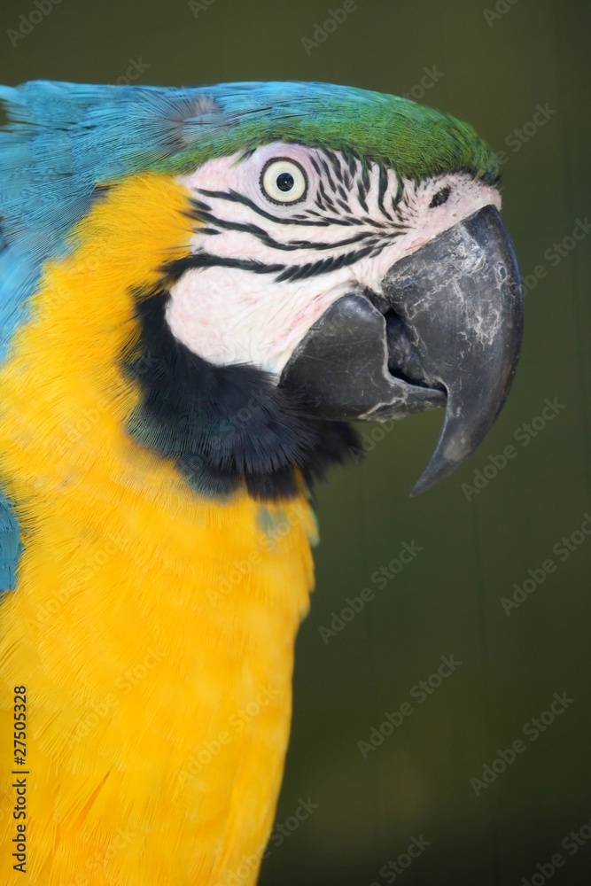 Macaw Parrot Portrait