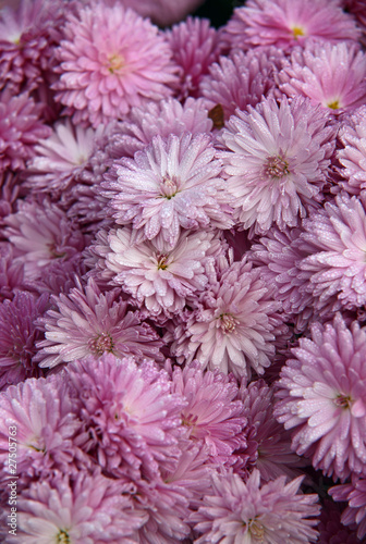 Pink chrysanthemums background