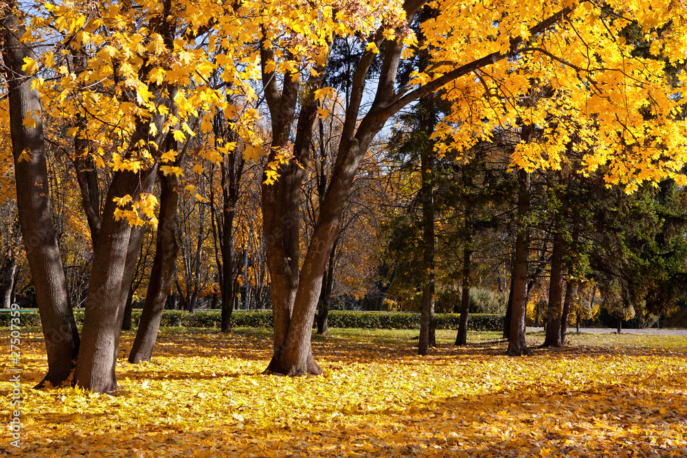 autumn trees in the park autumn trees in the park