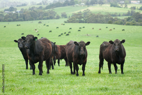 Vászonkép Farm cattle