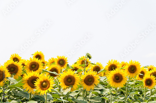 Sonnenblumen in leuchtendem Gelb auf einem Feld