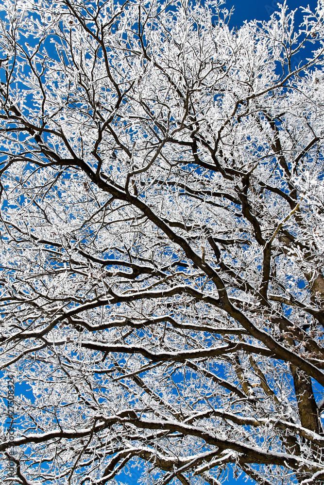 Landschaft mit Raureif, Frost und Schnee auf Baum im Winter. Landschaft mit Raureif, Frost und Schnee auf Baum im Winter.