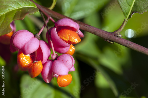 Gewöhnliche Spindelstrauch - Euonymus europaeus photo