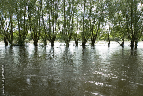 Row of Trees Flooded by Thames River, Oxford photo