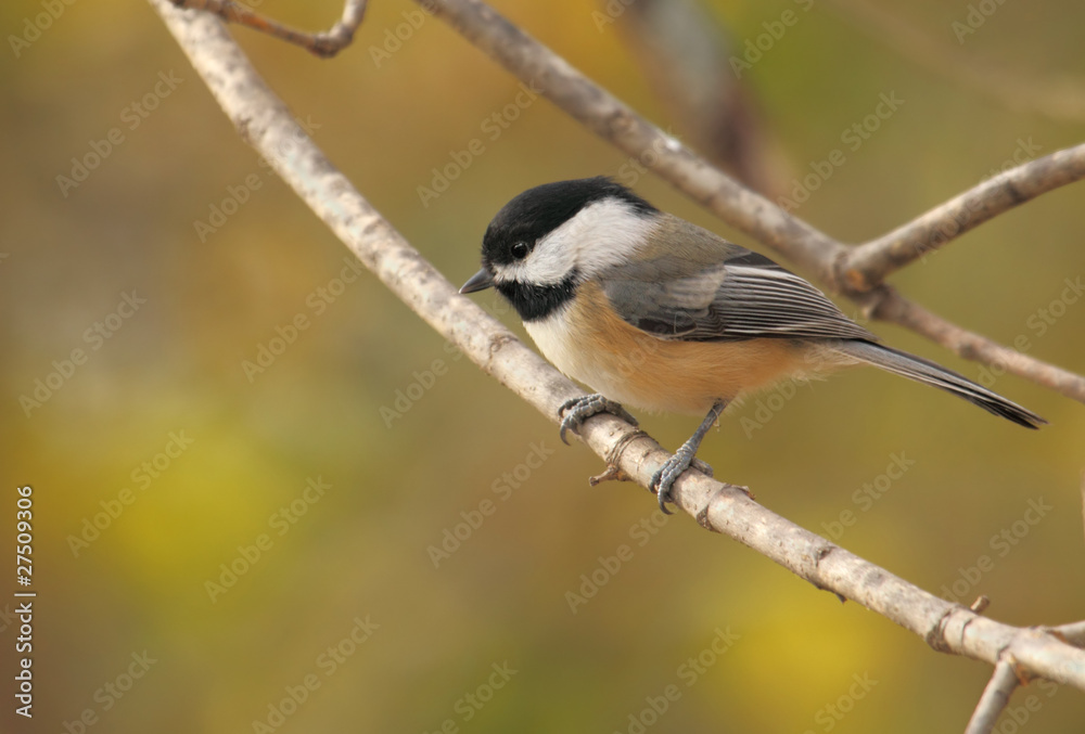 Black-capped Chickadee, Poecile atricapilla Black-capped Chickadee, Poecile atricapilla