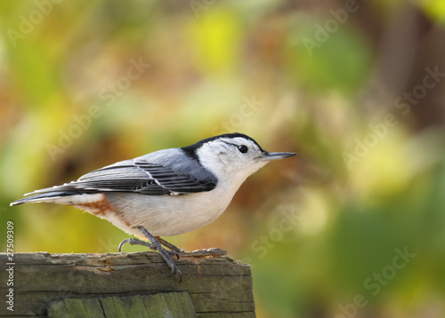 White-breasted Nuthatch, Sitta carolinensis