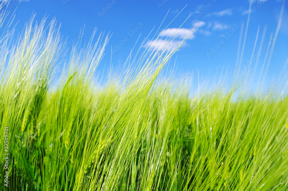 .Field of green wheat.