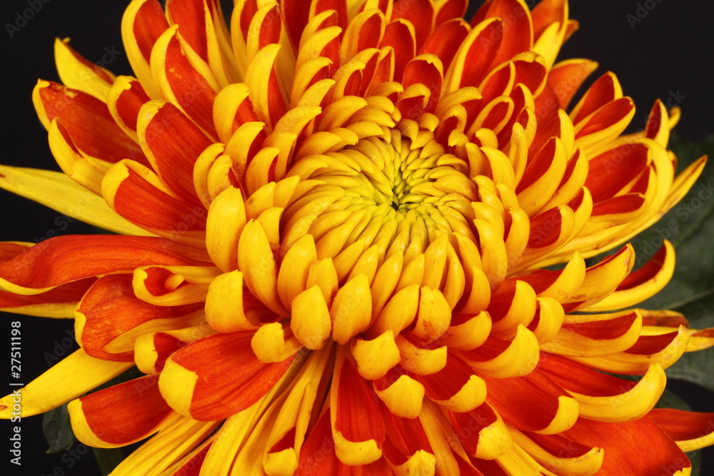Chrysanthemum Chrysanthemum