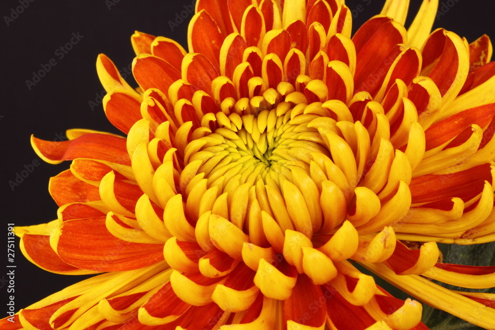 Chrysanthemum Chrysanthemum