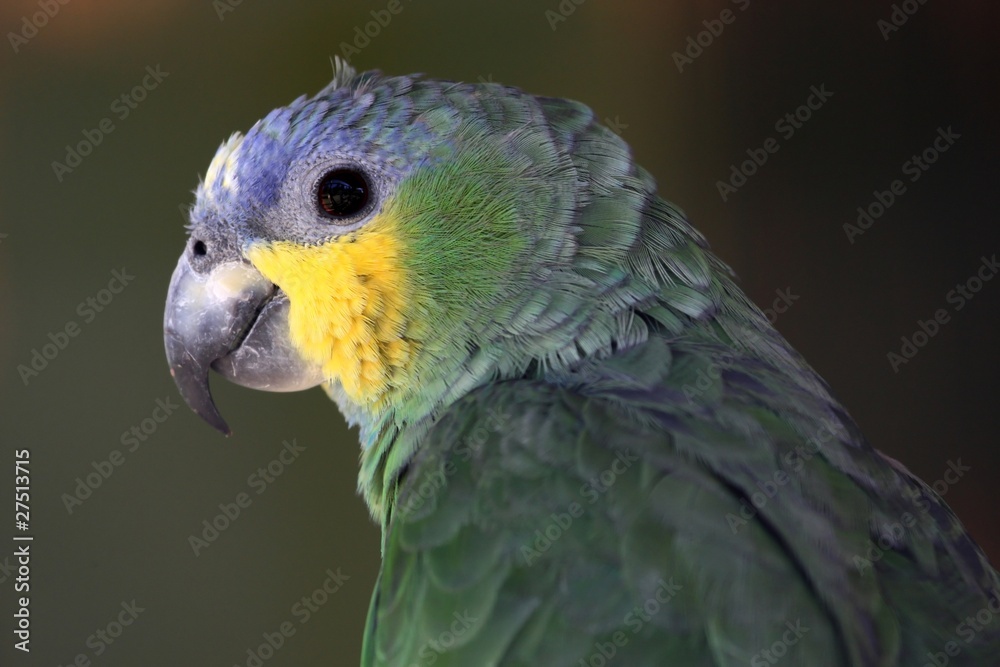 Obraz premium Parrot