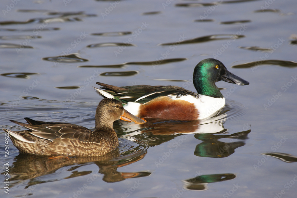 canard souchet canard souchet