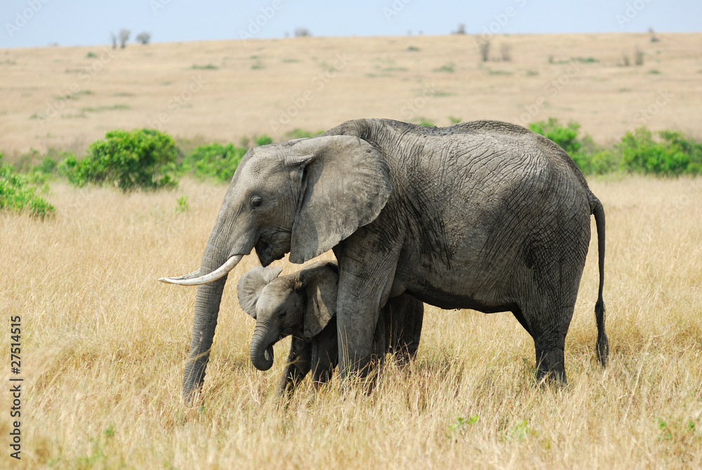 Elephant with baby