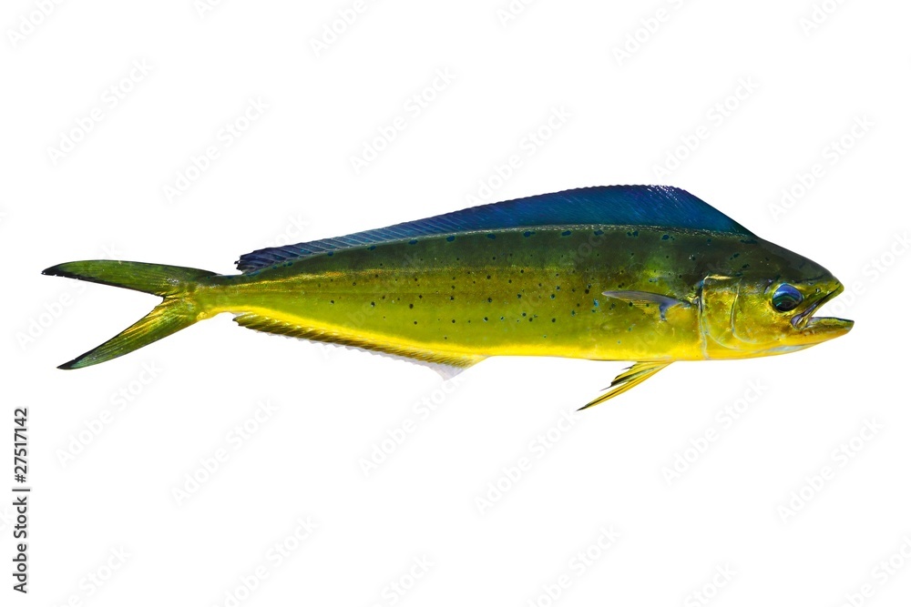 Naklejka premium Aka Dorado delfin fish mahi-mahi na białym tle