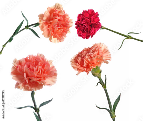 Obraz na plátně carnations set