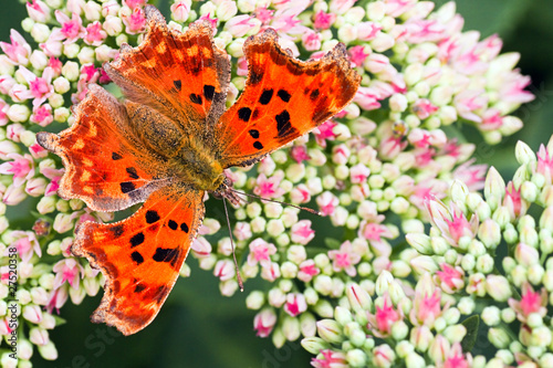 Comma butterfly on Sedum flowers in summer #27520358