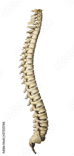 Human spine