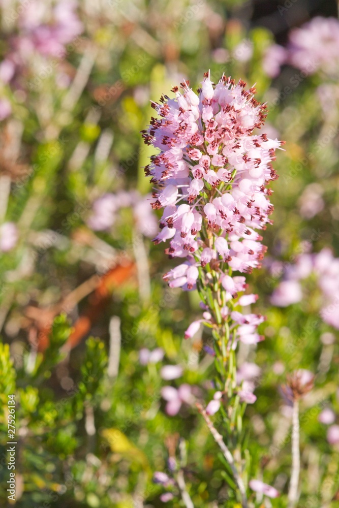 fleurs sauvages du maquis corse fleurs sauvages du maquis corse