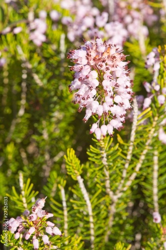 fleurs sauvages du maquis corse © bolga2b