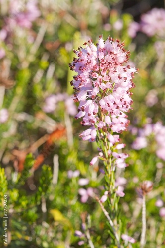 fleurs sauvages du maquis corse