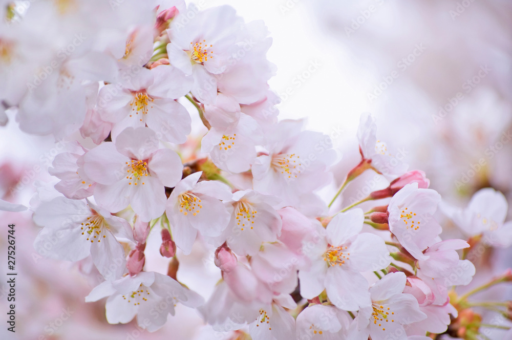 Obraz premium サクラ