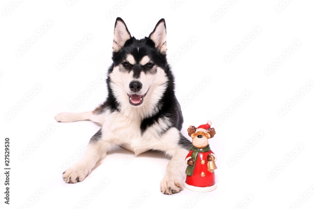 Fototapeta premium Husky Junghund liegend mit Elch Nicolaus