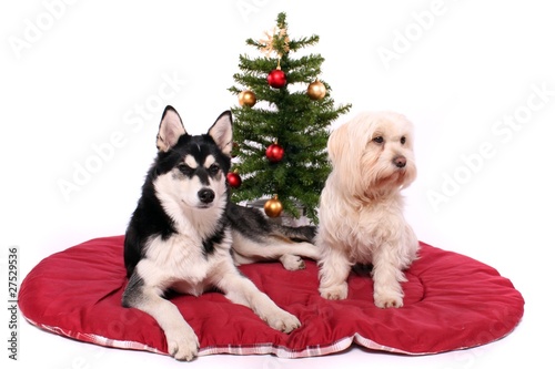zwei Hunde warten vor dem Weihnachtsbaum