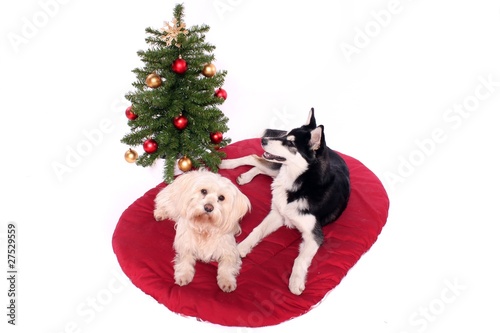 zwei Hunde liegen vor dem Weihnachtsbaum