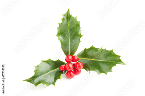 Christmas Holly