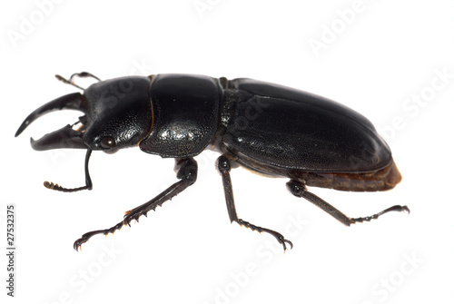 stag beetle isolated