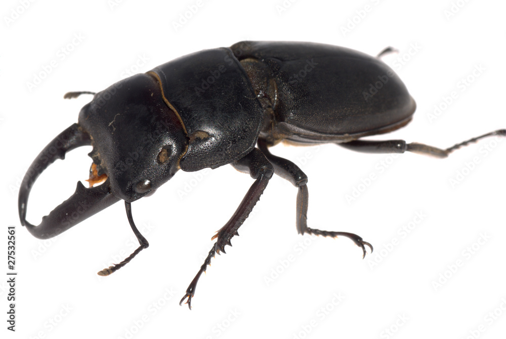 stag beetle isolated