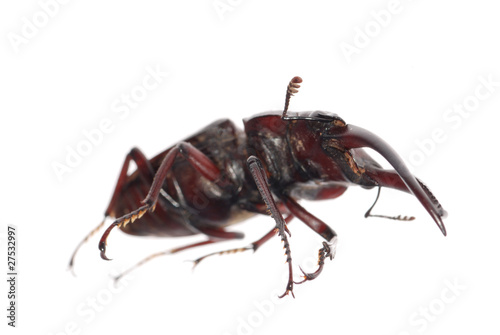 stag beetle isolated