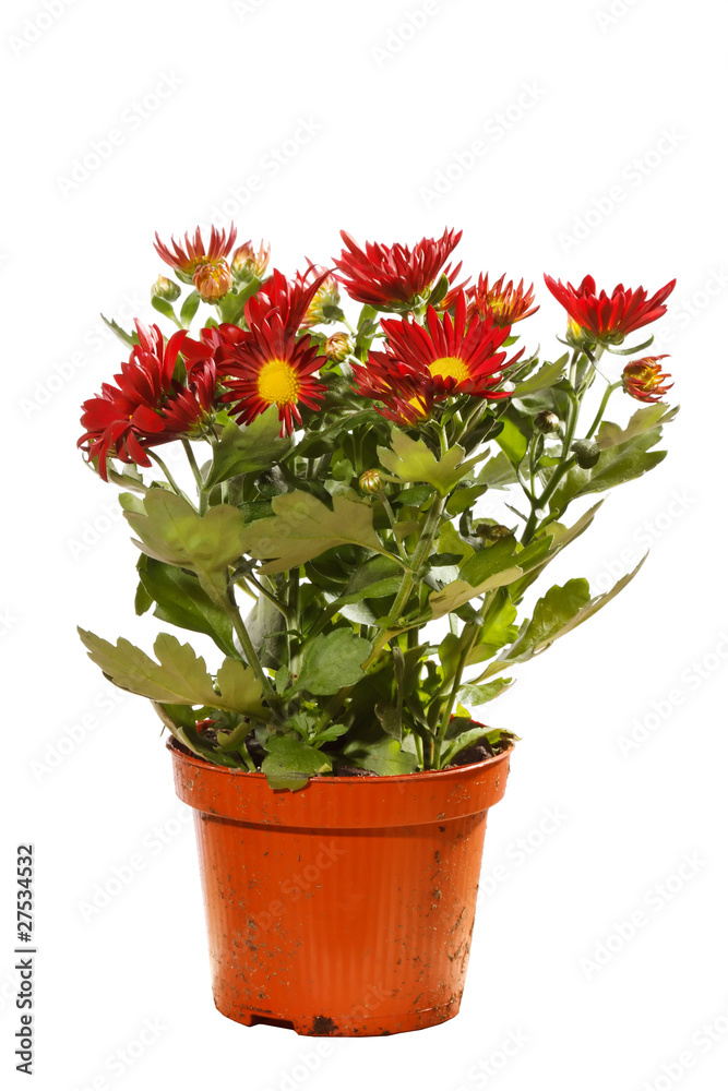 Obraz premium Chrysanthemum Flowers