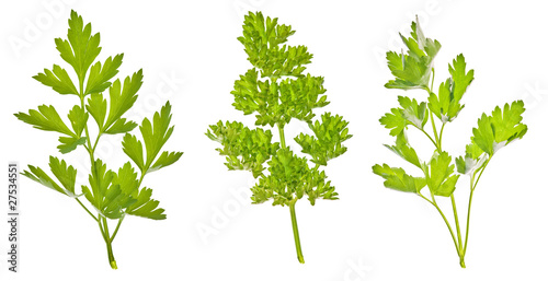 set of green parsley