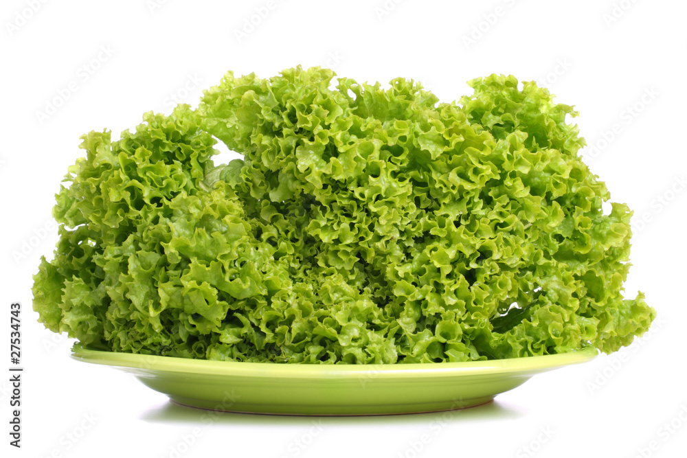 Fresh green leaf lettuce on plate. White background. Fresh green leaf lettuce on plate. White background.