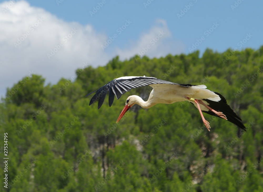 Obraz premium cigogne