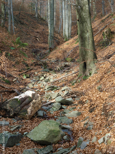 Wallpaper Mural silver-beech tree trunks against the dry leaves Torontodigital.ca