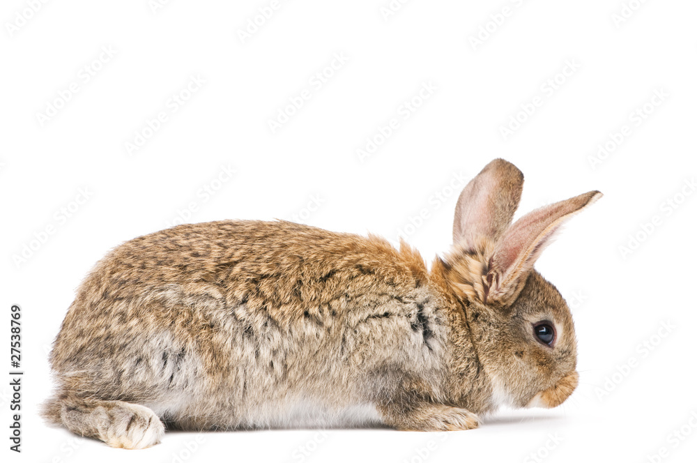 Obraz premium one young brown rabbit