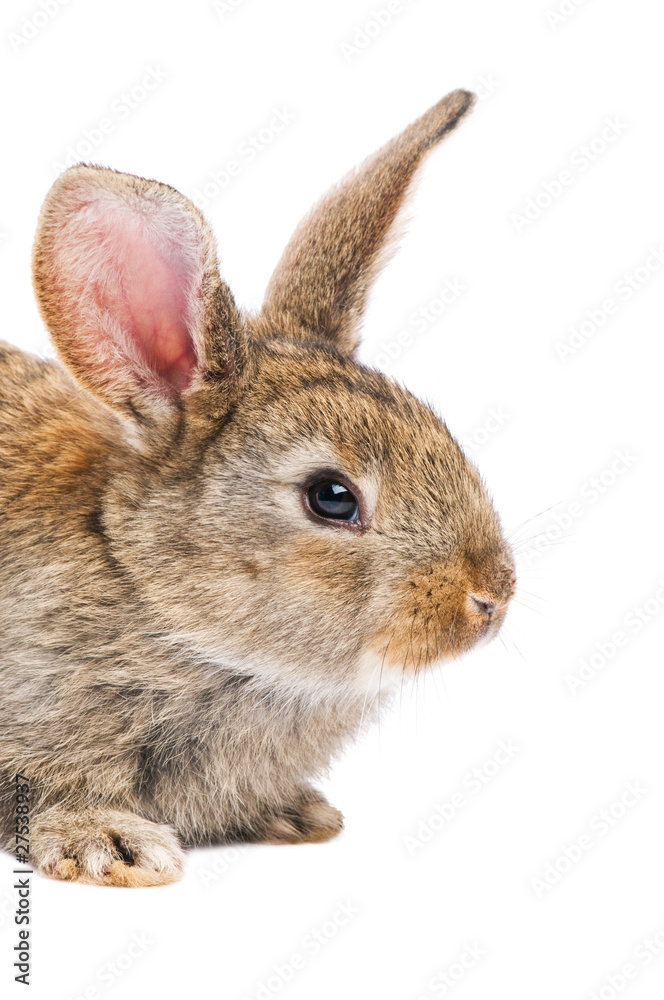 Obraz premium one young brown rabbit