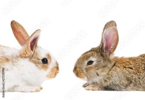 two baby brown rabbits face to face isolated on white