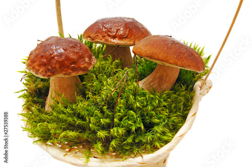 three mushrooms on moss