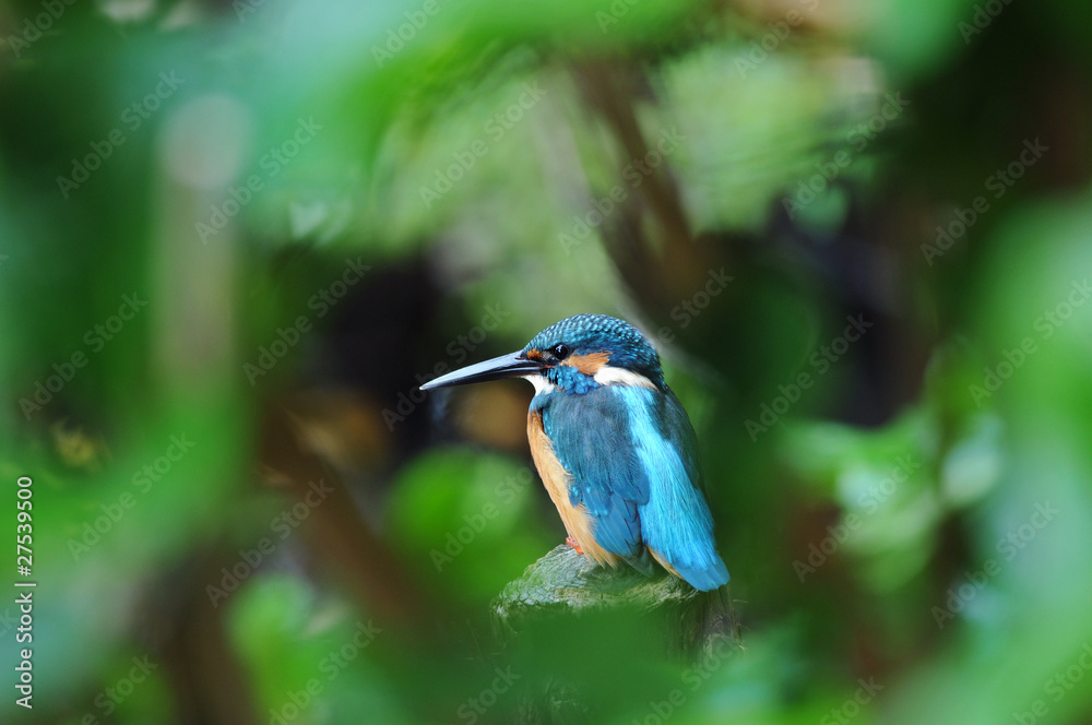 Fototapeta premium 休憩中のカワセミ