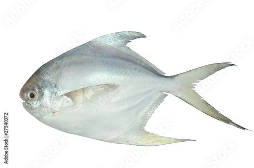 White Pomfret, Fish On White Background