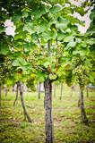 Vine with white Grapes