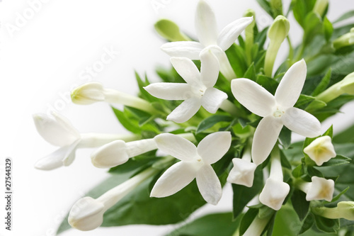 bouvardia white flower , wedding flower