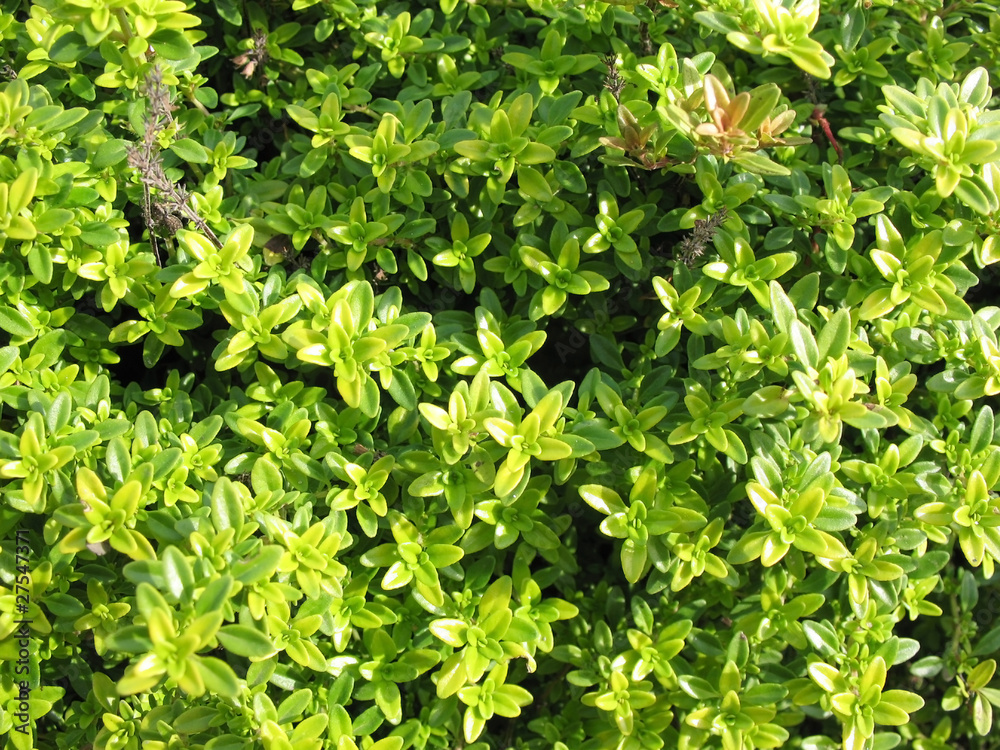 Thyme (Thymus citriodorus) Thyme (Thymus citriodorus)