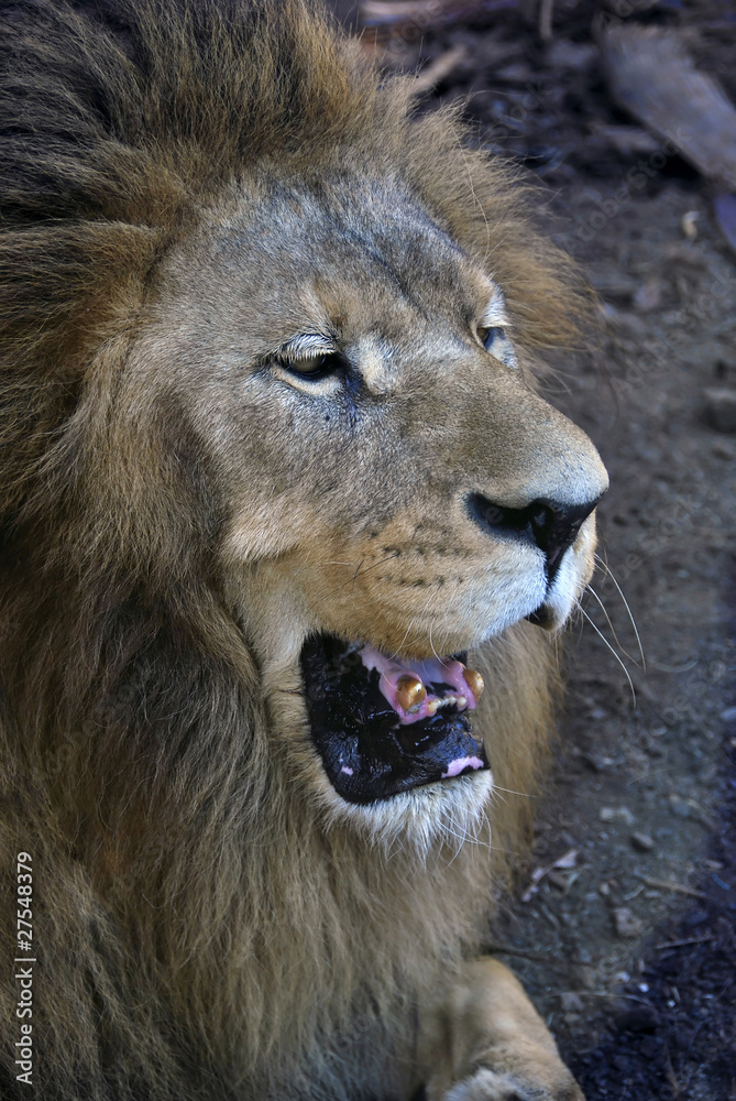 Naklejka premium Lion head