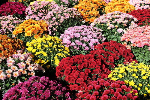 Pots of Colourful Chrysanthemums Background © gozzoli