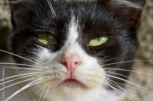 Gatto in primo piano