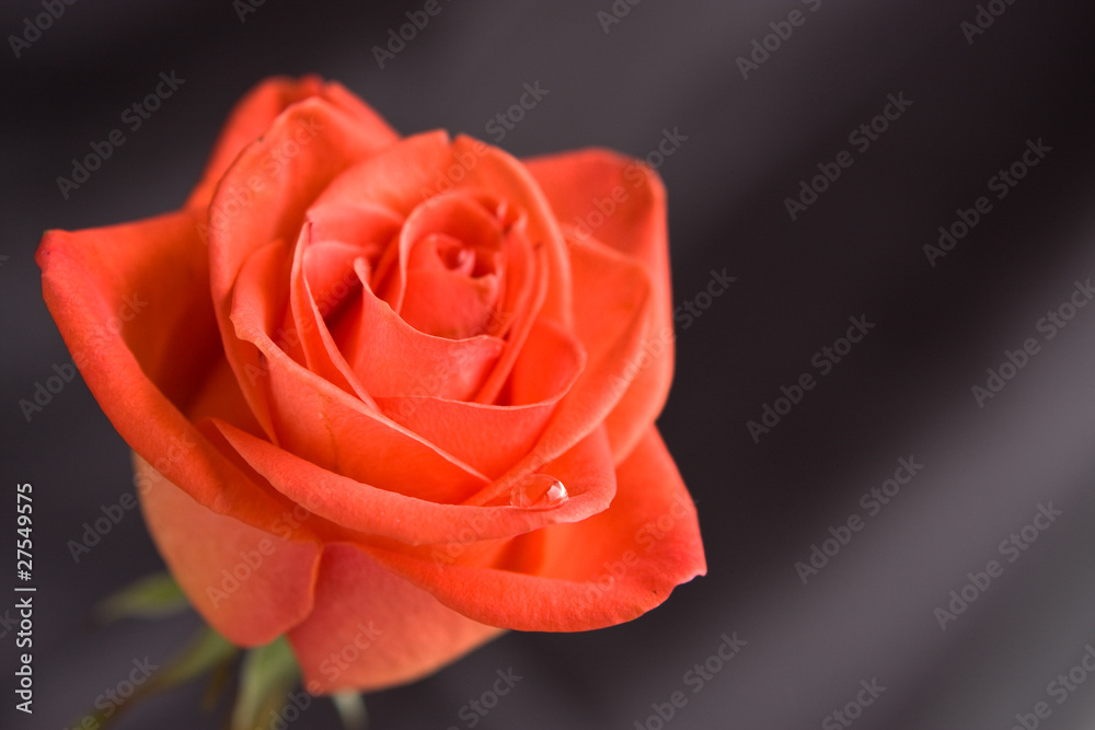 Fototapeta premium Red rose, close-up