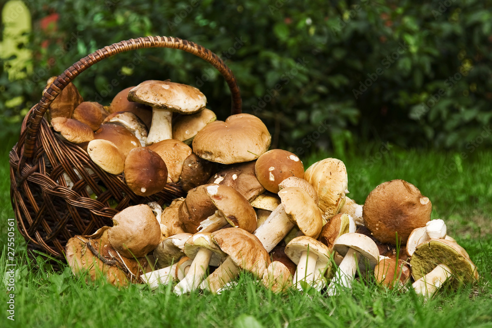 Basket with edible mushrooms. Boletus edulis. Basket with edible mushrooms. Boletus edulis.